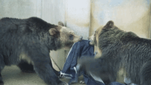 bears2