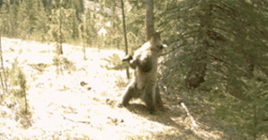 bears3
