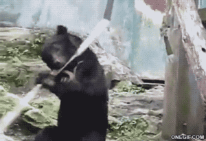 bears4